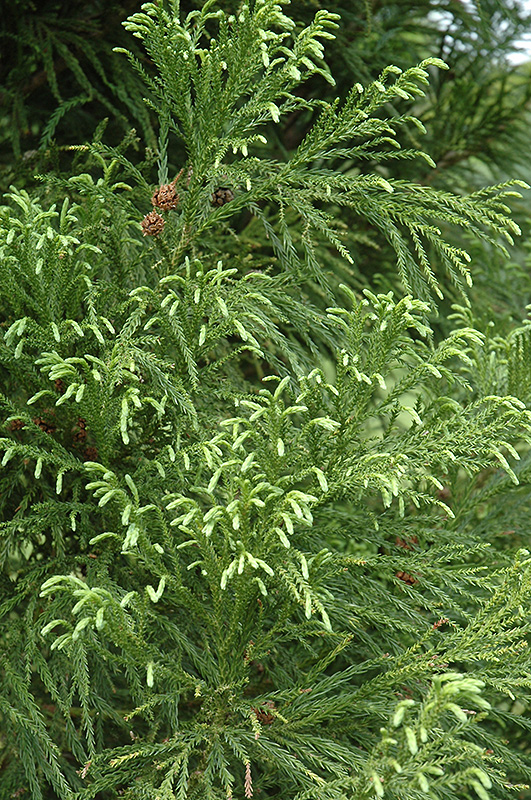 Yoshino Japanese Cedar (Cryptomeria japonica 'Yoshino') at Stauffers Of Kissel Hill