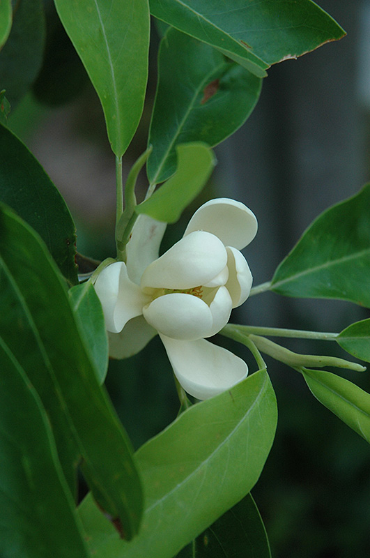 Sweetbay Magnolia (Magnolia virginiana) at Stauffers Of Kissel Hill