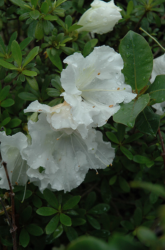 Gumpo White Azalea (Rhododendron 'Gumpo White') at Stauffers Of Kissel Hill