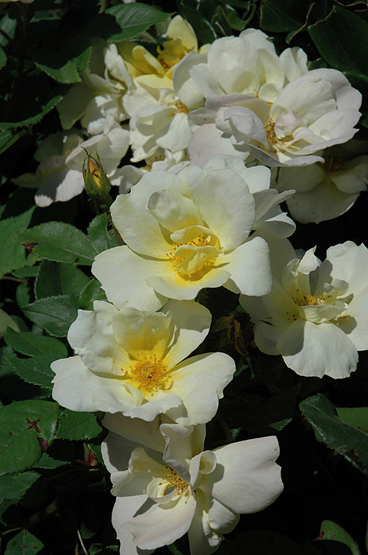 Sunny Knock Out Rose (Rosa 'Radsunny') at Stauffers Of Kissel Hill