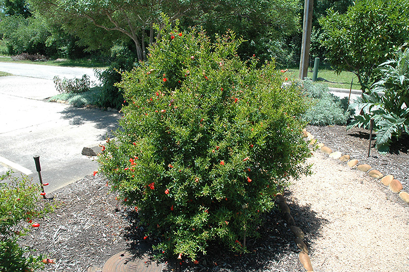 Chico Pomegranate (Punica granatum 'Chico') at Stauffers Of Kissel Hill