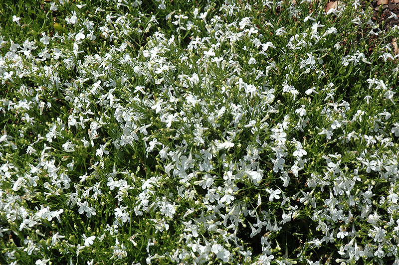 Techno White Lobelia (Lobelia erinus 'Techno White') at Stauffers Of Kissel Hill