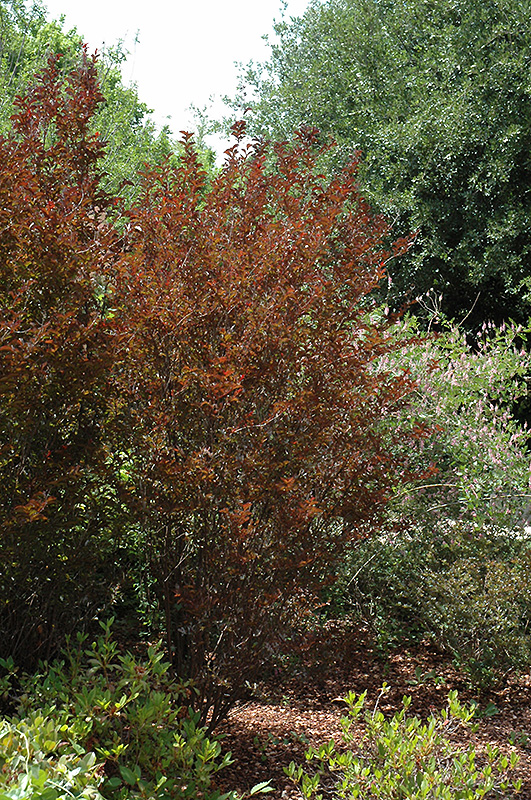 Cherry Dazzle Crapemyrtle (Lagerstroemia indica 'Gamad 1') at Stauffers Of Kissel Hill