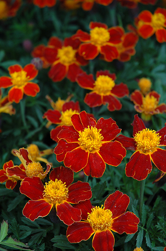 Disco Red Marigold (Tagetes patula 'Disco Red') at Stauffers Of Kissel Hill