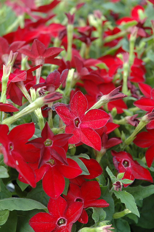 Starmaker Bright Red Flowering Tobacco (Nicotiana 'Starmaker Bright Red') at Stauffers Of Kissel Hill
