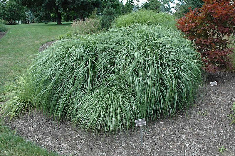 Adagio Maiden Grass (Miscanthus sinensis 'Adagio') at Stauffers Of Kissel Hill