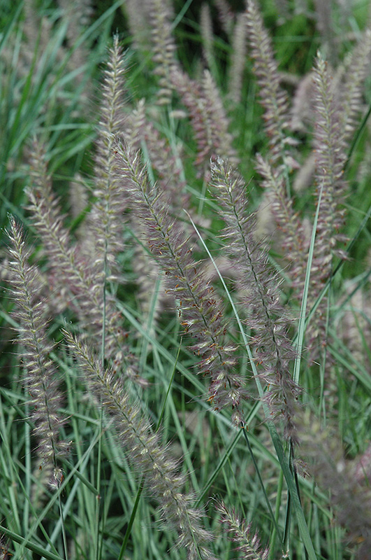 Karley Rose Oriental Fountain Grass (Pennisetum orientale 'Karley Rose') at Stauffers Of Kissel Hill