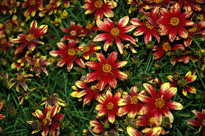 Route 66 Tickseed (Coreopsis verticillata 'Route 66') at Stauffers Of Kissel Hill