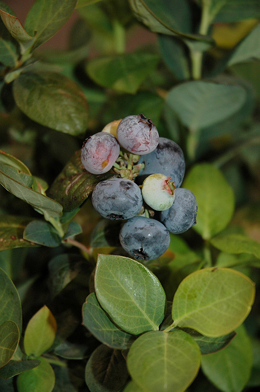 Peach Sorbet Blueberry (Vaccinium 'ZF06-043') at Stauffers Of Kissel Hill