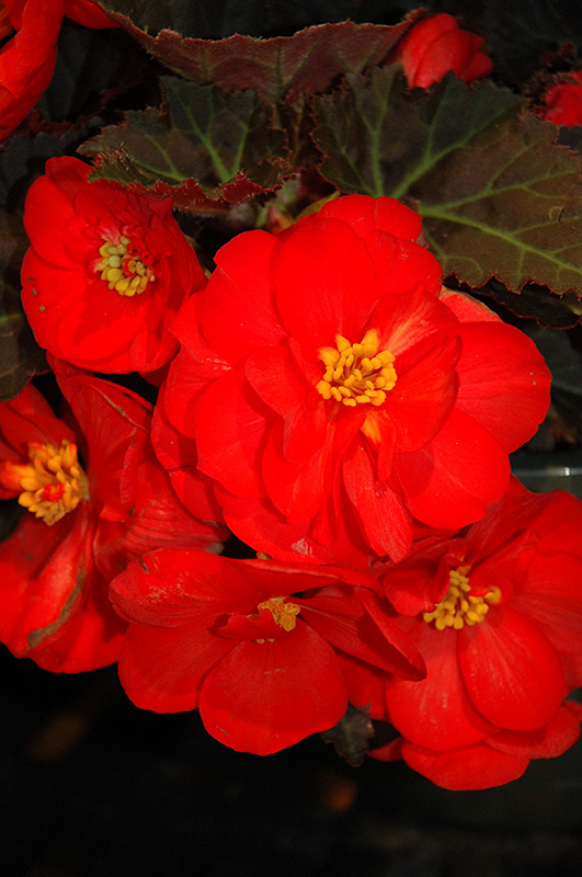 Nonstop Mocca Scarlet Begonia (Begonia 'Nonstop Mocca Scarlet') at Stauffers Of Kissel Hill