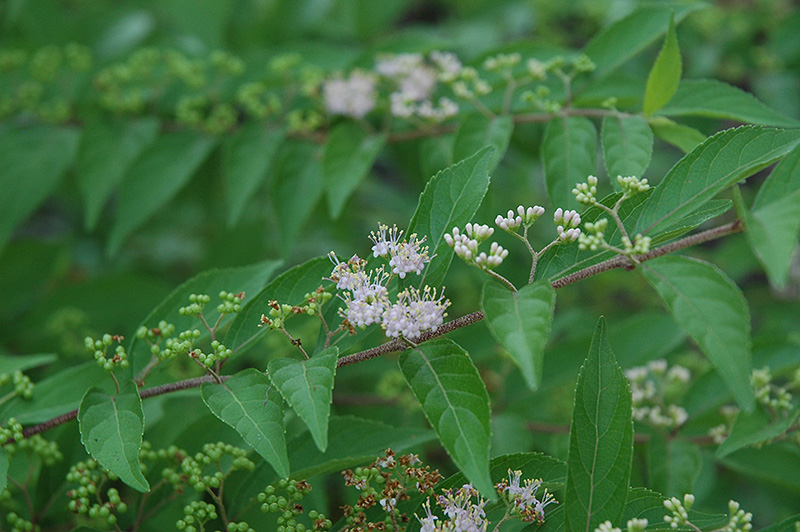 Issai Beautyberry (Callicarpa dichotoma 'Issai') at Stauffers Of Kissel Hill