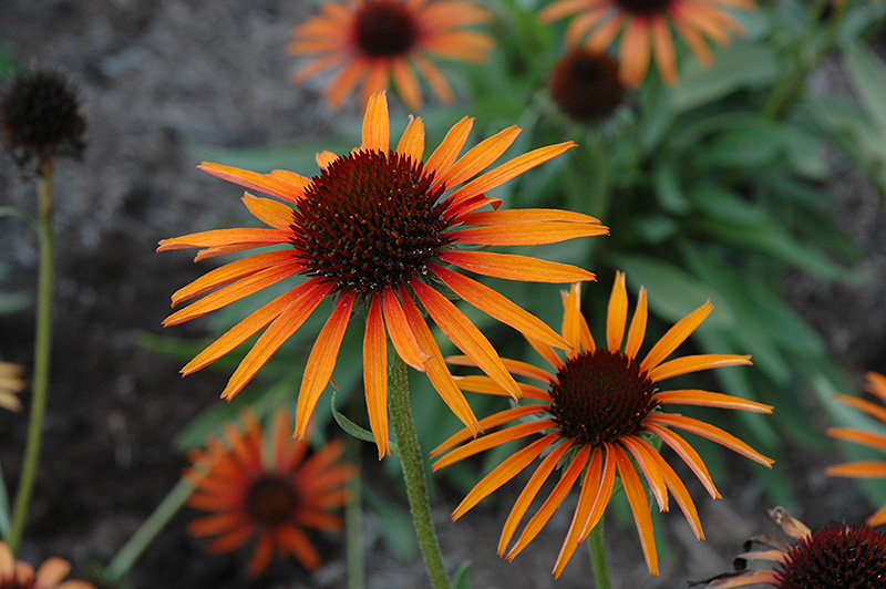 Flame Thrower Coneflower (Echinacea 'Flame Thrower') at Stauffers Of Kissel Hill