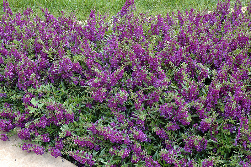 AngelMist Spreading Dark Purple Angelonia (Angelonia angustifolia 'Balangsparpi') at Stauffers Of Kissel Hill