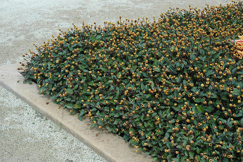 Peek A Boo Para Cress (Spilanthes oleracea 'Peek A Boo') in