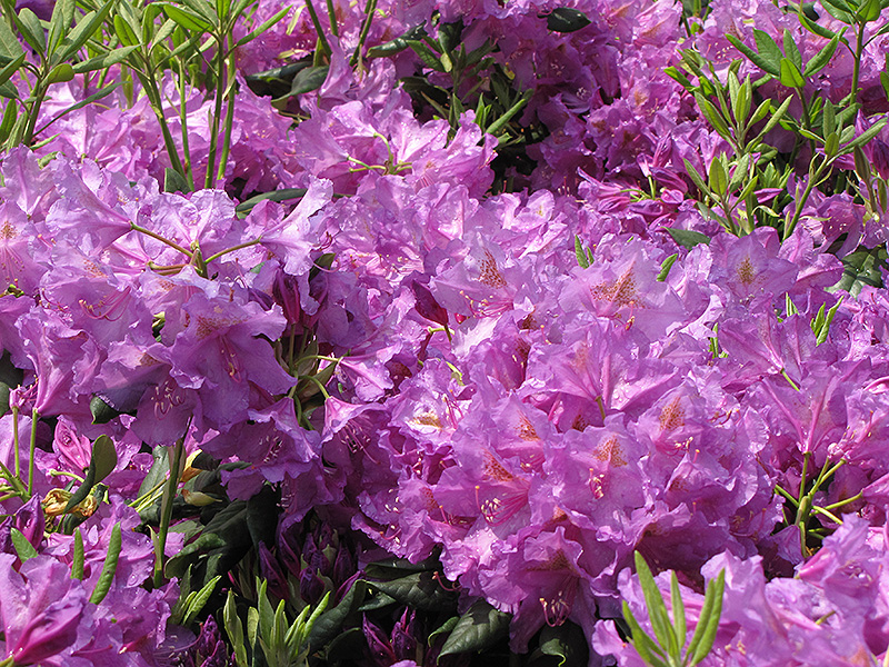 Lee's Dark Purple Rhododendron (Rhododendron catawbiense 'Lee's Dark Purple') at Stauffers Of Kissel Hill