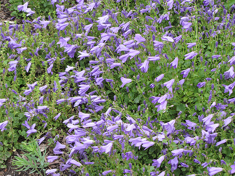 Birch Hybrid Bellflower (Campanula 'Birch Hybrid') at Stauffers Of Kissel Hill