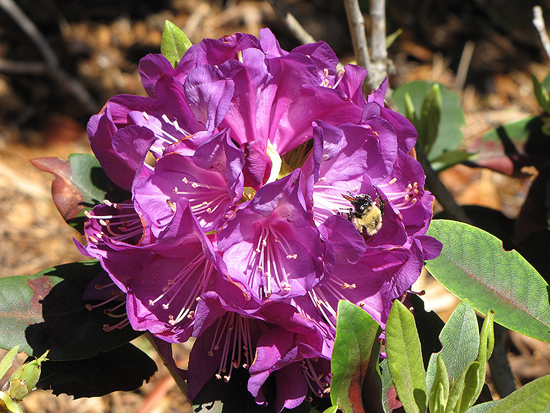 Purple Passion Rhododendron (Rhododendron 'Purple Passion') at Stauffers Of Kissel Hill