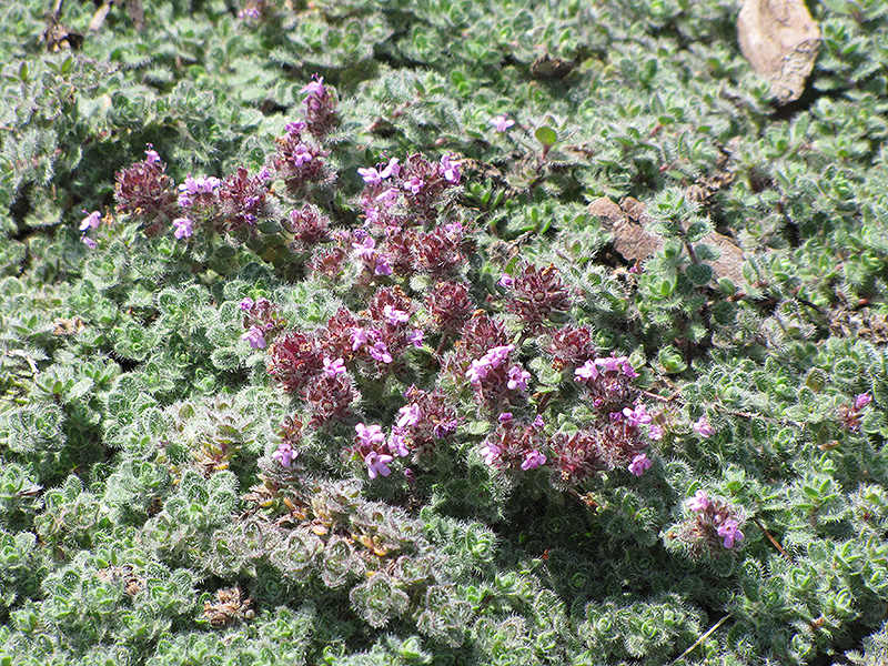 Wooly Thyme (Thymus pseudolanuginosis) at Stauffers Of Kissel Hill