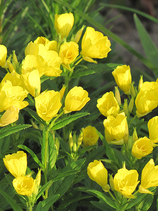 Sundrops (Oenothera fruticosa) in Lancaster York Harrisburg ...