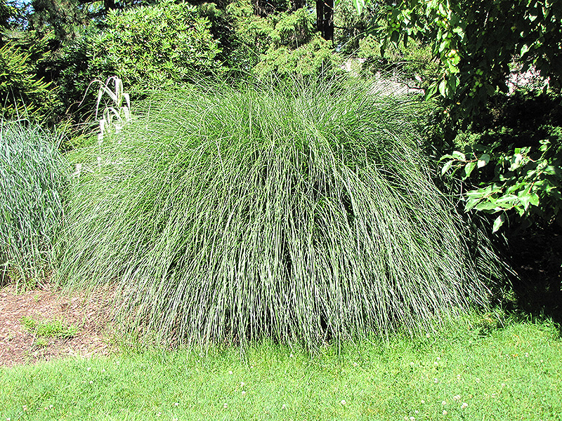 Yaku Jima Dwarf Maiden Grass (Miscanthus sinensis 'Yaku Jima') at Stauffers Of Kissel Hill