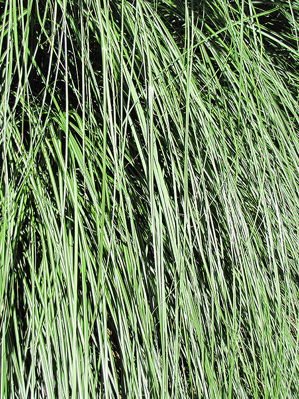 Yaku Jima Dwarf Maiden Grass (Miscanthus sinensis 'Yaku Jima') at Stauffers Of Kissel Hill