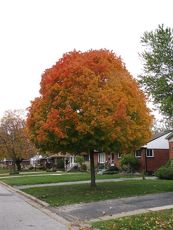 Autumn Radiance Red Maple (Acer rubrum 'Autumn Radiance') at Stauffers Of Kissel Hill