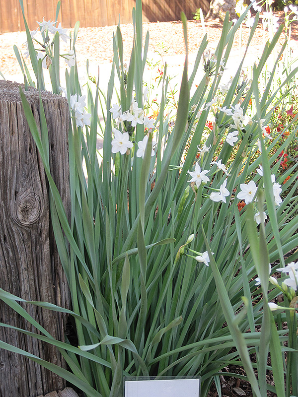 Paperwhites (Narcissus papyraceus) at Stauffers Of Kissel Hill