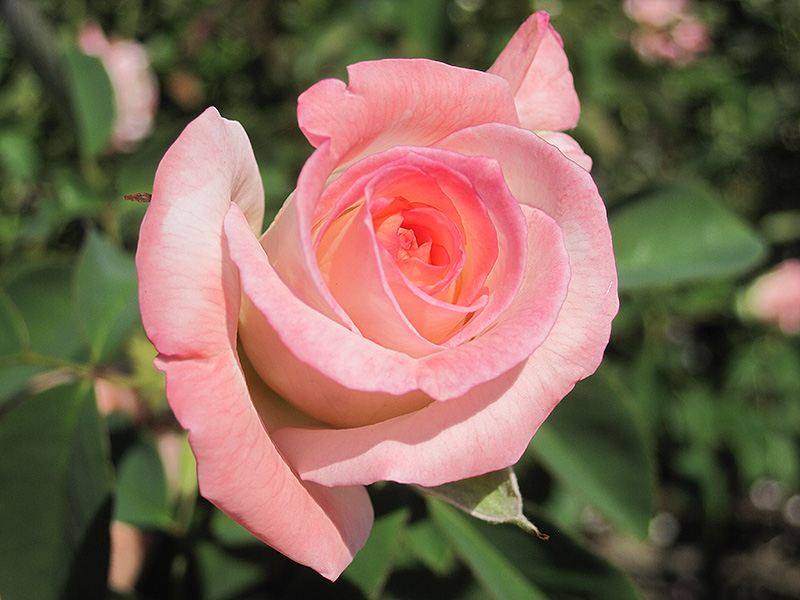 Secret Rose (Rosa 'Secret') at Stauffers Of Kissel Hill