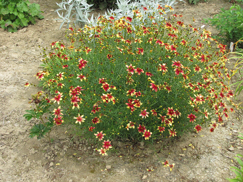 Route 66 Tickseed (Coreopsis verticillata 'Route 66') at Stauffers Of Kissel Hill