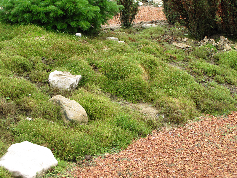 Irish Moss (Sagina subulata) at Stauffers Of Kissel Hill