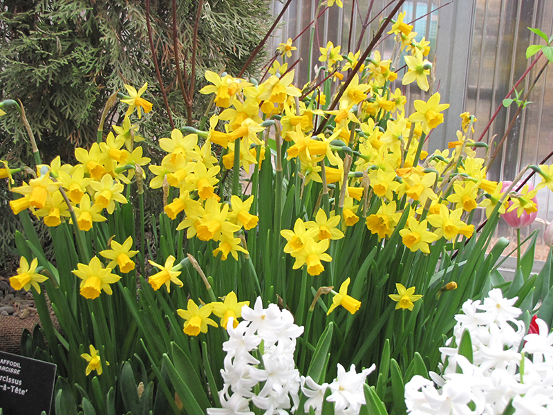 Tete a Tete Daffodil (Narcissus 'Tete a Tete') at Stauffers Of Kissel Hill