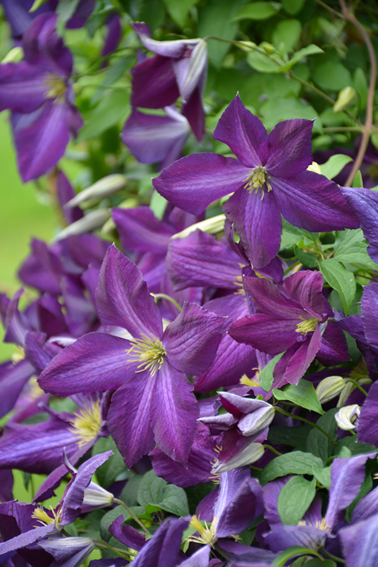 Happy Jack Purple Clematis (Clematis 'Zojapur') at Stauffers Of Kissel Hill
