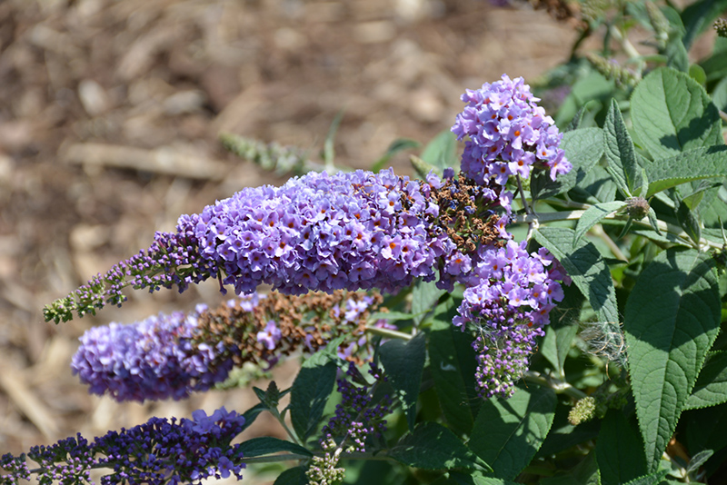 Lo & Behold Lilac Chip Butterfly Bush (Buddleia 'Lilac Chip') at Stauffers Of Kissel Hill