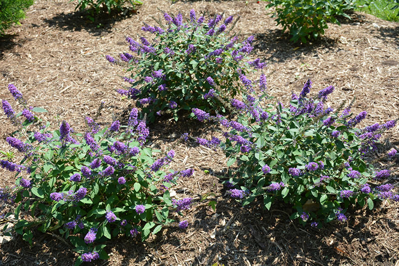 Lo & Behold Blue Chip Jr. Butterfly Bush (Buddleia 'Blue Chip Jr.') at Stauffers Of Kissel Hill
