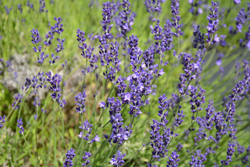 Provence Blue Lavender (Lavandula angustifolia 'Provence Blue') at Stauffers Of Kissel Hill
