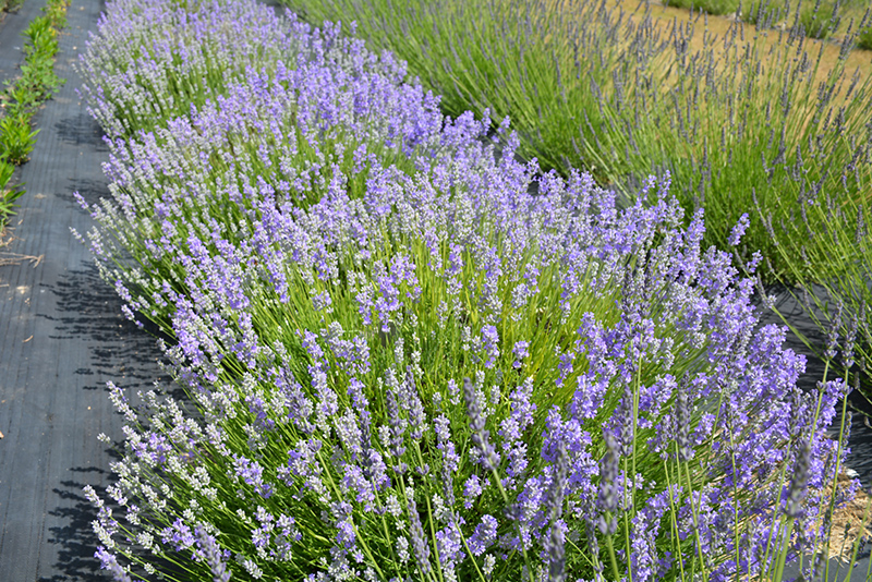 Blue Cushion Lavender (Lavandula angustifolia 'Blue Cushion') at Stauffers Of Kissel Hill