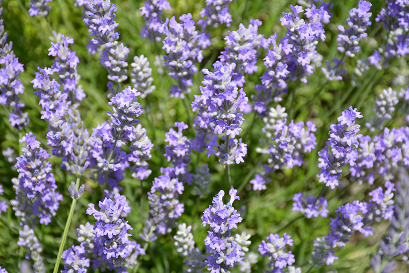 Blue Cushion Lavender (Lavandula angustifolia 'Blue Cushion') at Stauffers Of Kissel Hill