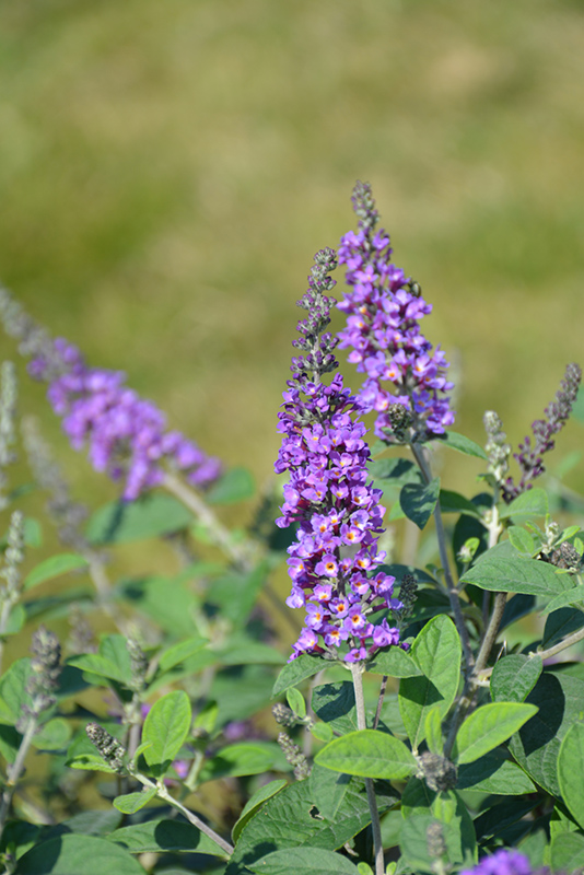 Lo & Behold Blue Chip Jr. Butterfly Bush (Buddleia 'Blue Chip Jr.') at Stauffers Of Kissel Hill