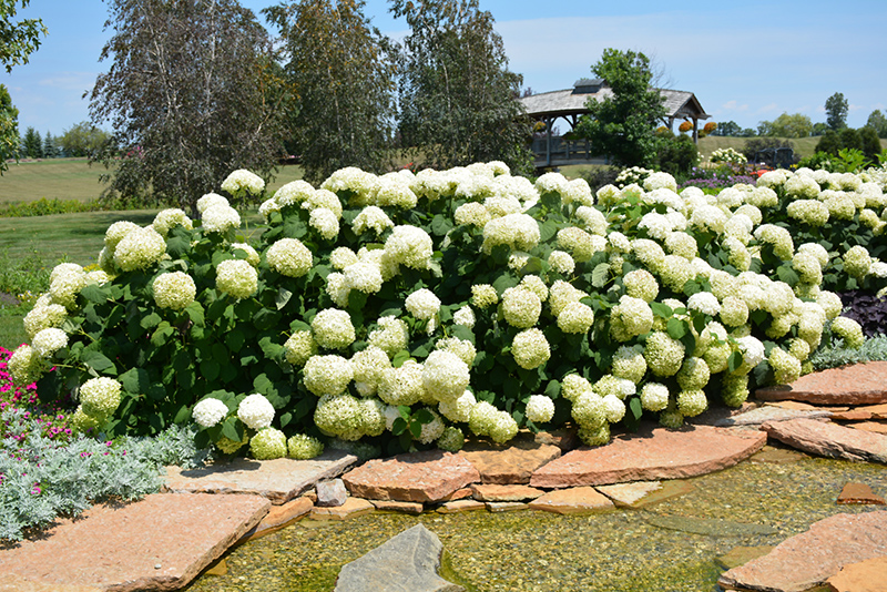 Incrediball Hydrangea (Hydrangea arborescens 'Abetwo') at Stauffers Of Kissel Hill