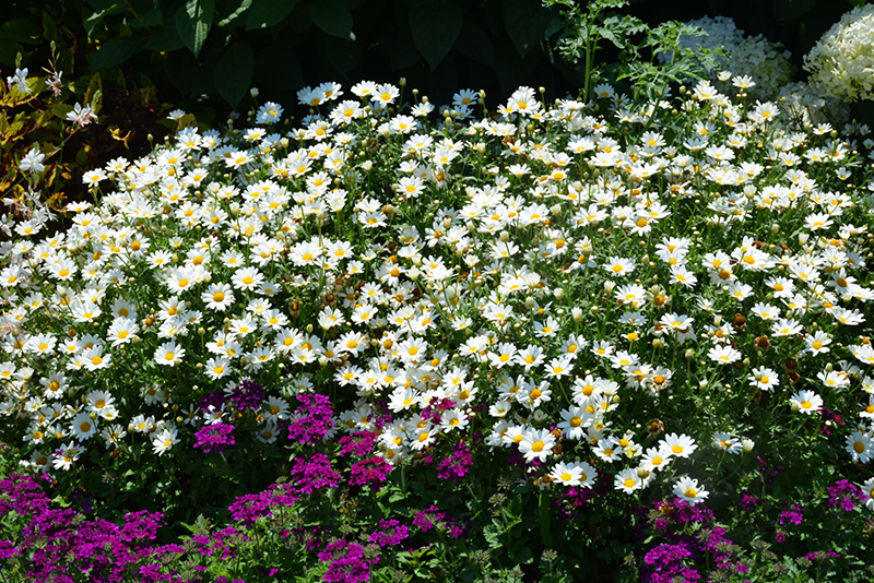Pure White Butterfly Marguerite Daisy (Argyranthemum frutescens 'G14420') at Stauffers Of Kissel Hill