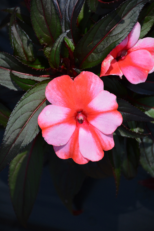 Sonic Sweet Red New Guinea Impatiens (Impatiens 'Sonic Sweet Red') at Stauffers Of Kissel Hill
