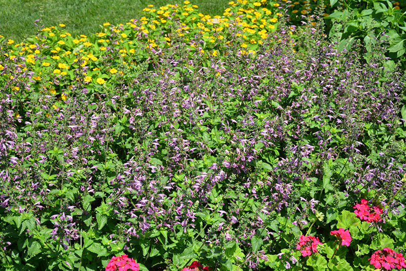 Summer Jewel Lavender Sage (Salvia 'Summer Jewel Lavender') at Stauffers Of Kissel Hill