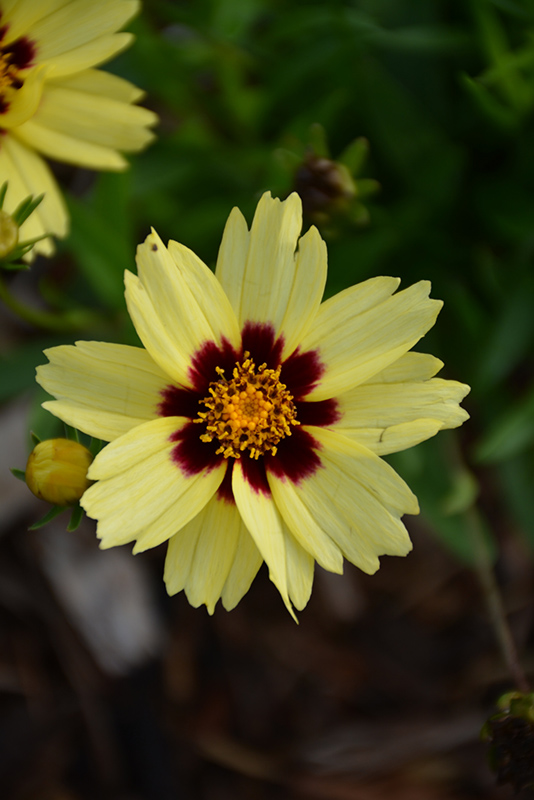 UpTick Cream and Red Tickseed (Coreopsis 'Balupteamed') at Stauffers Of Kissel Hill