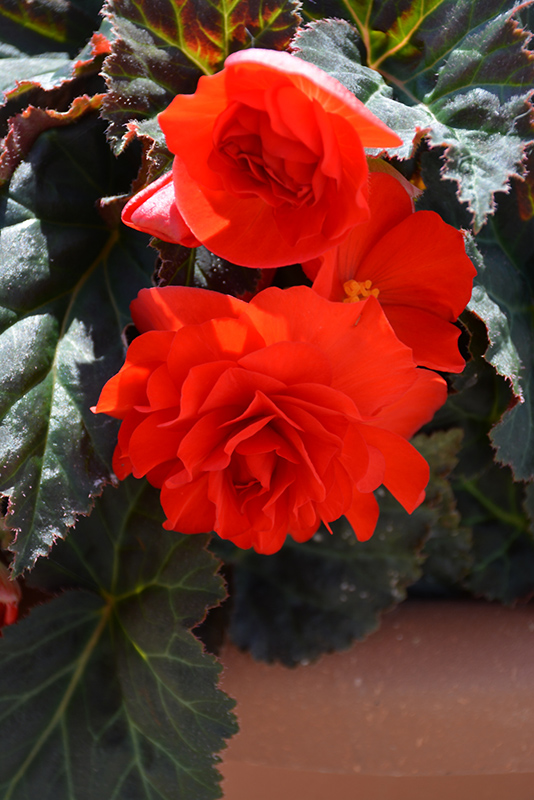 Nonstop Mocca Scarlet Begonia (Begonia 'Nonstop Mocca Scarlet') at Stauffers Of Kissel Hill