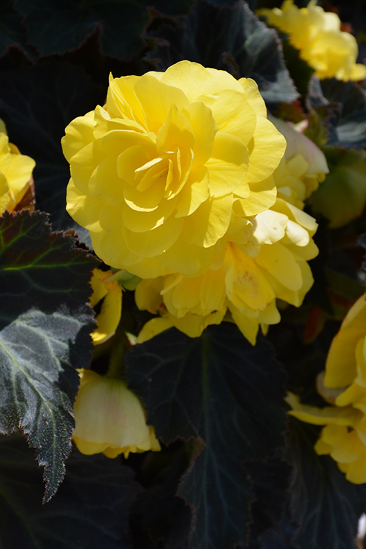 Nonstop Mocca Yellow Begonia (Begonia 'Nonstop Mocca Yellow') at Stauffers Of Kissel Hill
