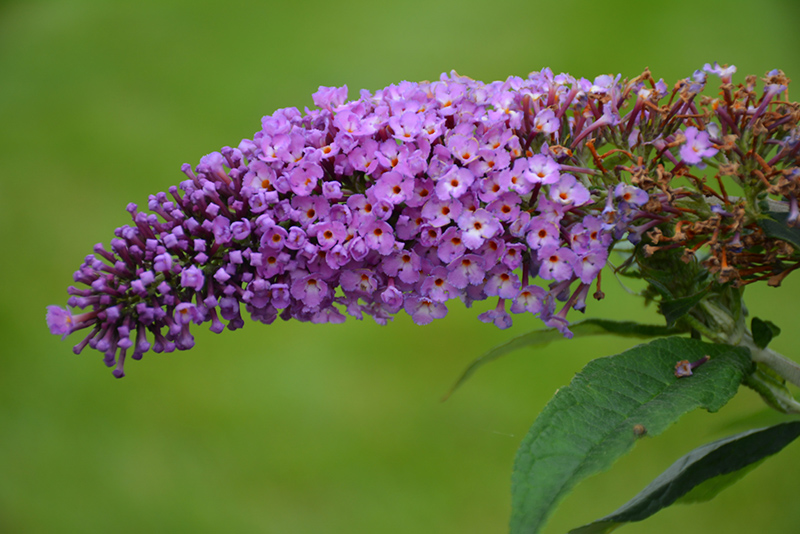 Pugster Periwinkle Butterfly Bush (Buddleia 'SMNBDO') at Stauffers Of Kissel Hill