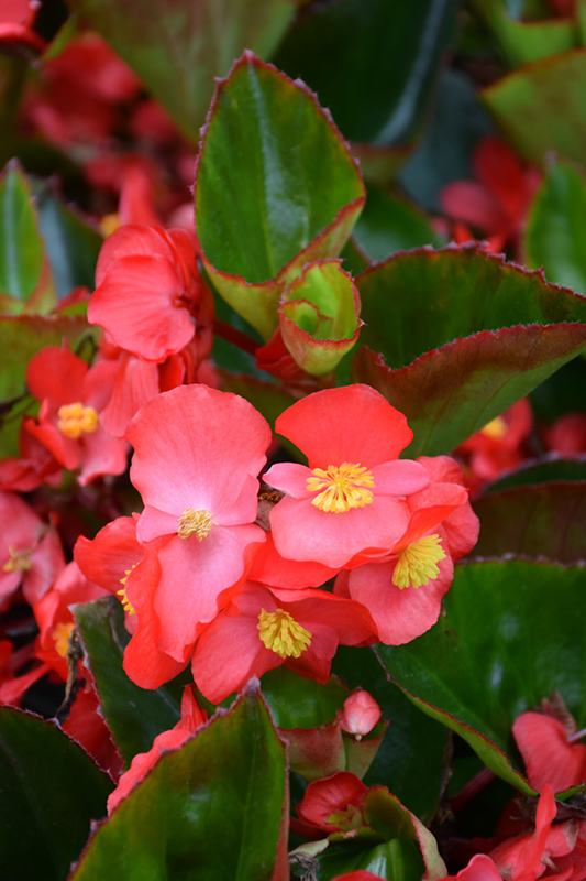 Surefire Red Begonia (Begonia 'Surefire Red') at Stauffers Of Kissel Hill