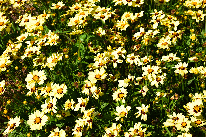 UpTick Cream and Red Tickseed (Coreopsis 'Balupteamed') at Stauffers Of Kissel Hill