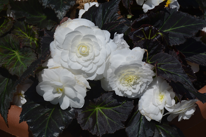 Nonstop Mocca White Begonia (Begonia 'Nonstop Mocca White') at Stauffers Of Kissel Hill