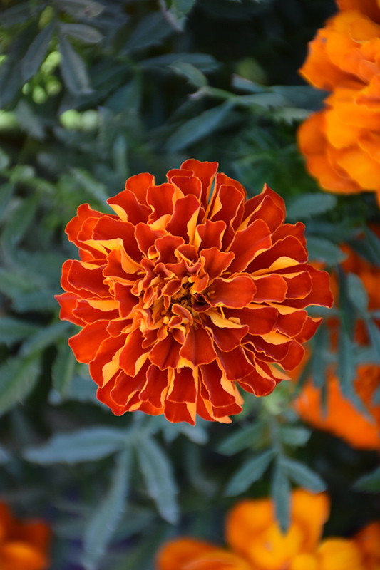 Durango Red Marigold (Tagetes patula 'Durango Red') at Stauffers Of Kissel Hill